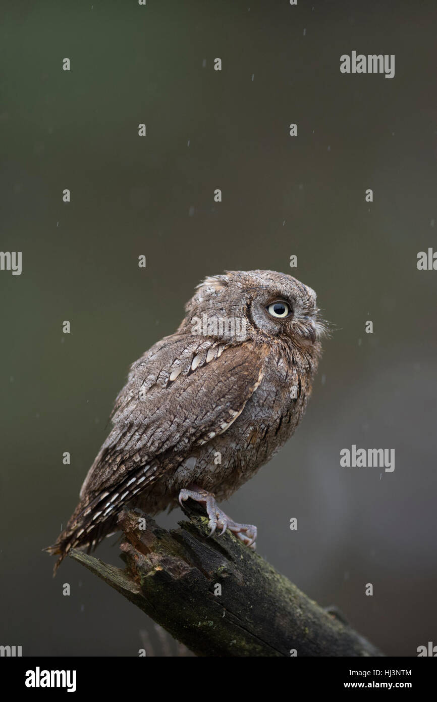Eurasian Scops Owl ( Otus scops ), perché sur un morceau de bois, regarder, attentif, de la pluie, de l'arrière-plan, petit oiseau de proie. Banque D'Images