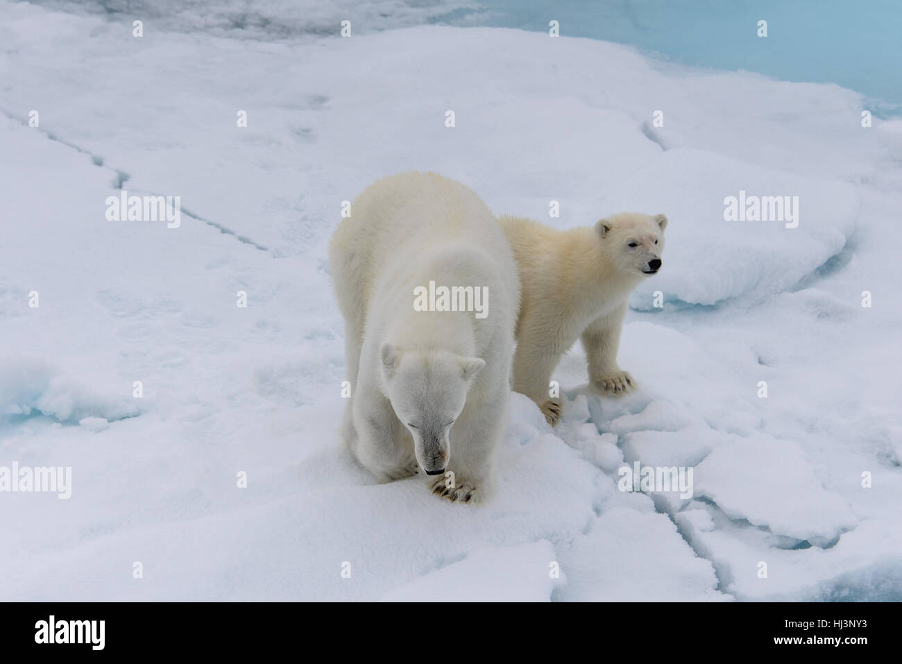 L'ours polaire (Ursus maritimus) mère et son petit sur la banquise, au nord de l'arctique de Svalbard en Norvège Banque D'Images