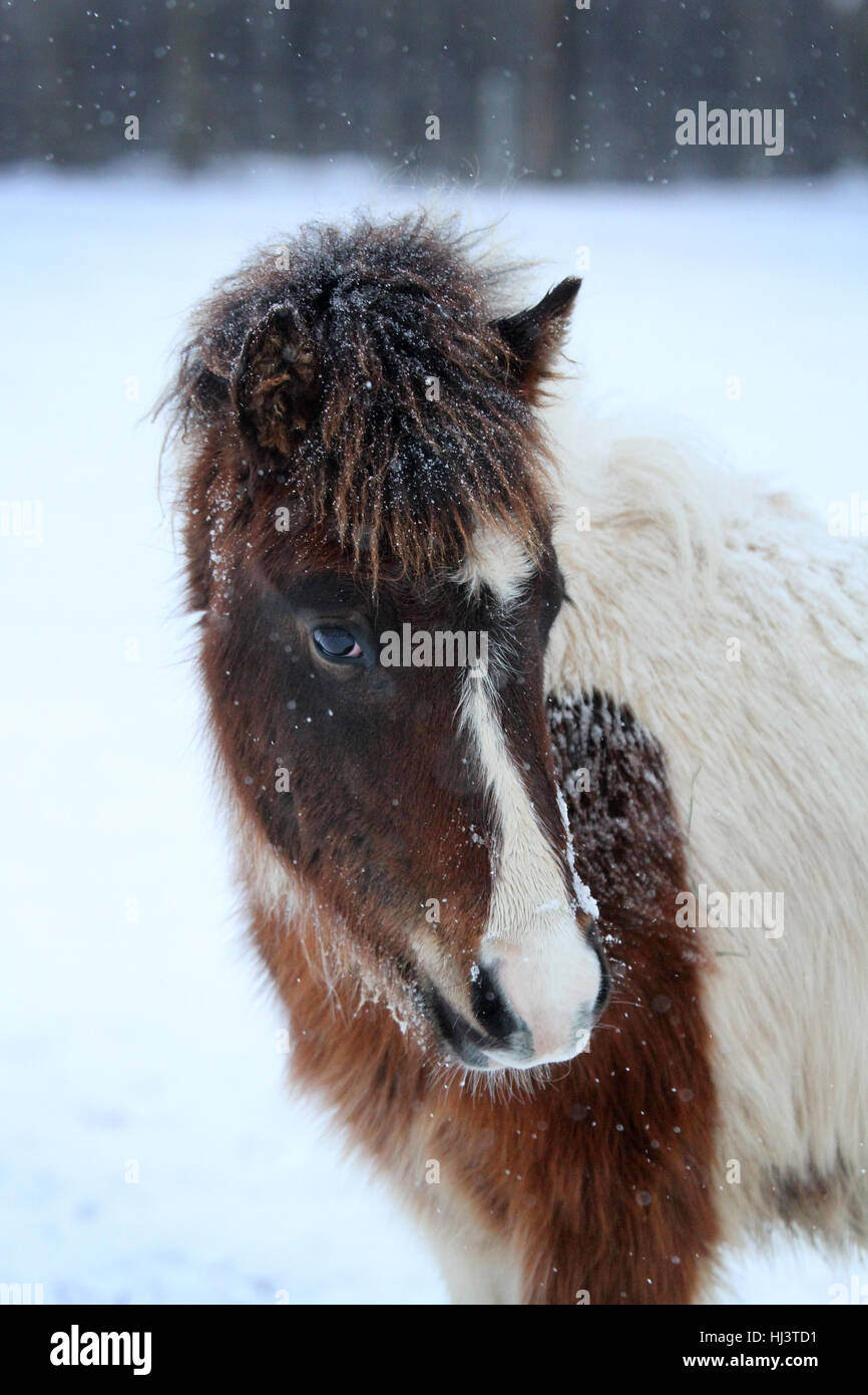 Un jeune poulain cheval islandais Banque D'Images