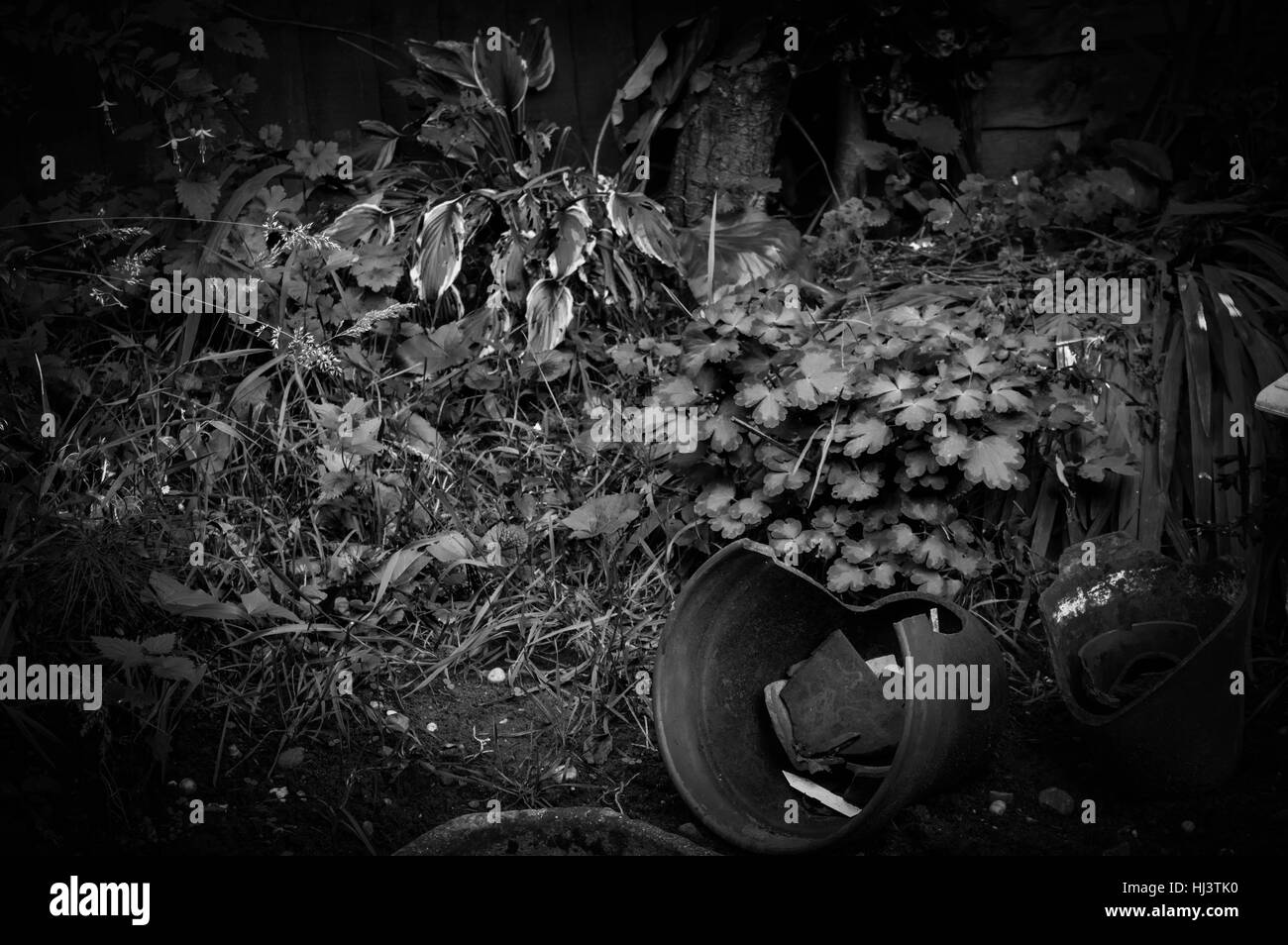 Pots de jardin cassés et feuillage en noir et blanc Banque D'Images