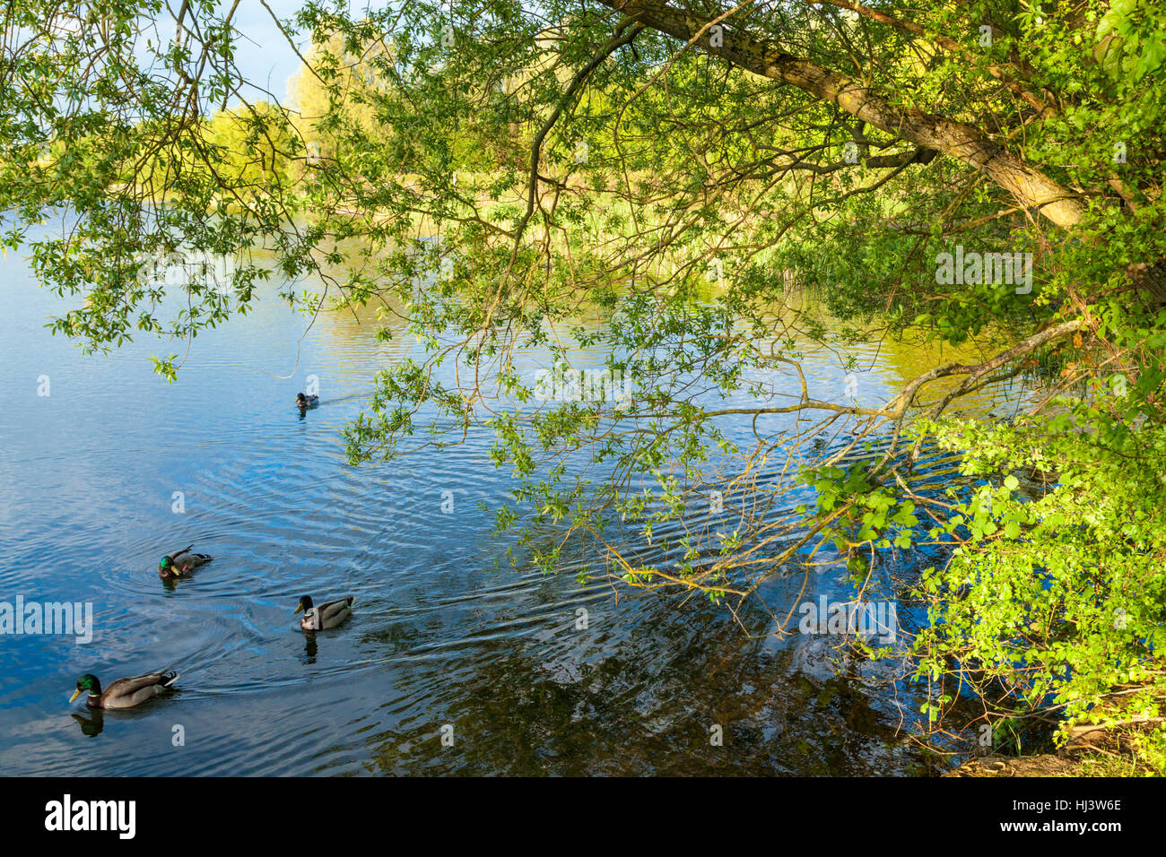 Au bord du lac général vue. Les canards colverts sauvages (anus platyrhynchos) sur l'eau sur un lac avec un arbre en surplomb, le Colwick Country Park, Nottingham, Royaume-Uni Banque D'Images
