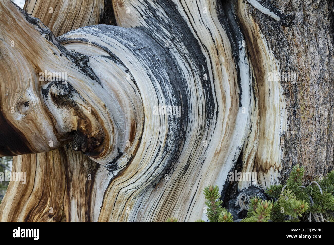 Great Basin, ou pin Bristlecone Pine, Pinus longaeva, dans les Montagnes Blanches, en Californie. Le plus vieux arbres au monde. Banque D'Images