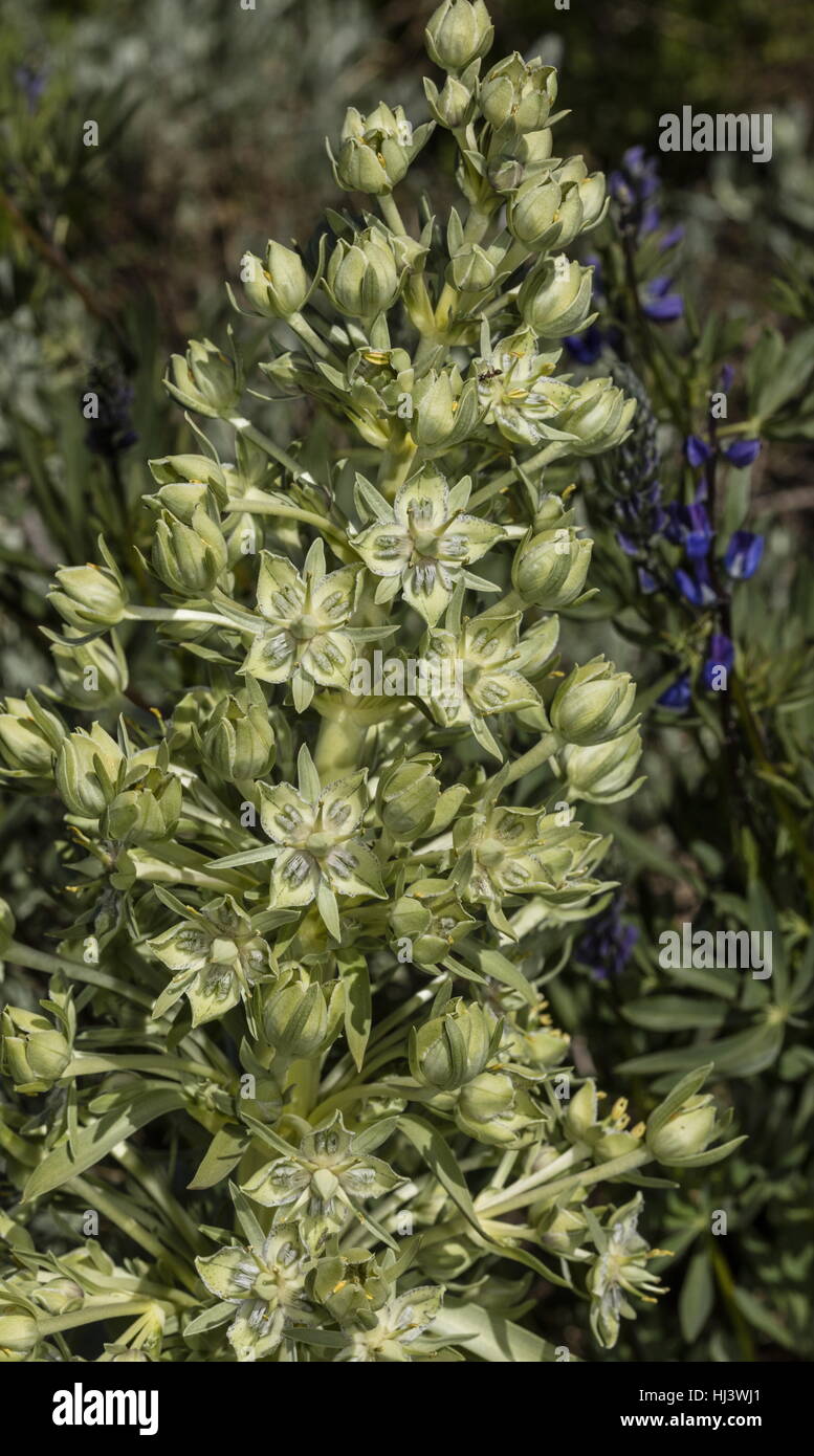 Usine de monument, Frasera speciosa, en fleurs dans la haute Sierra Nevada, en Californie. Banque D'Images