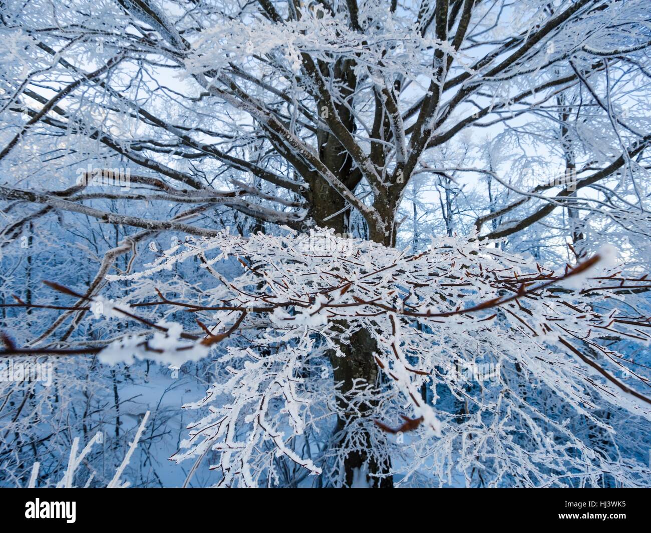 Arbre généalogique glaciale pleine de glace et de neige de glace horizontale de la direction générale des branches attachées à des branches d'arbre merveilleuses de la glace Banque D'Images