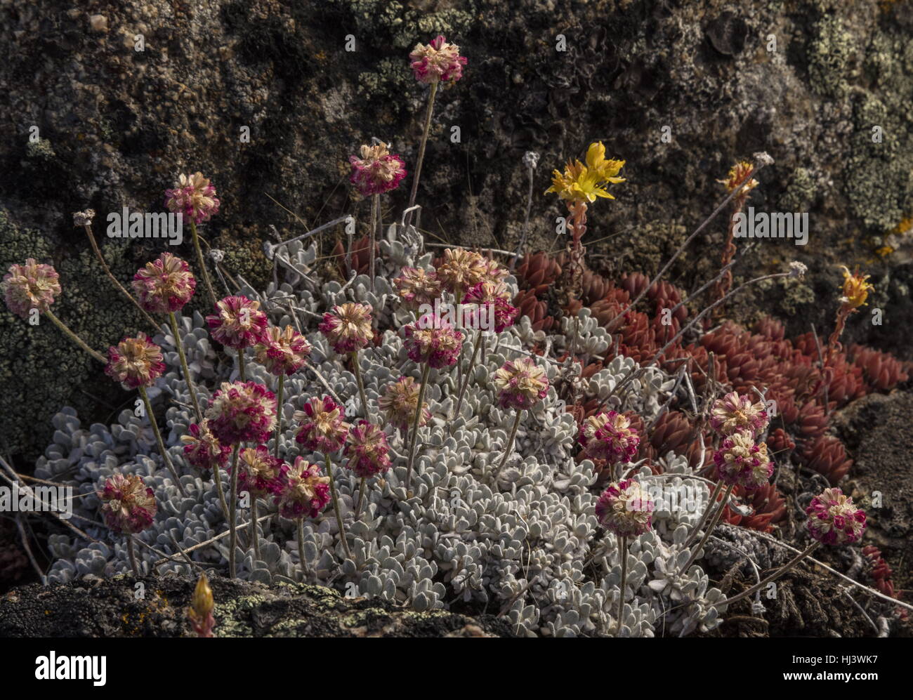 Le sarrasin, l'Eriogonum ovalifolium coussin var. nivale en fleur sur du gravier, de la Sierra Nevada. Banque D'Images