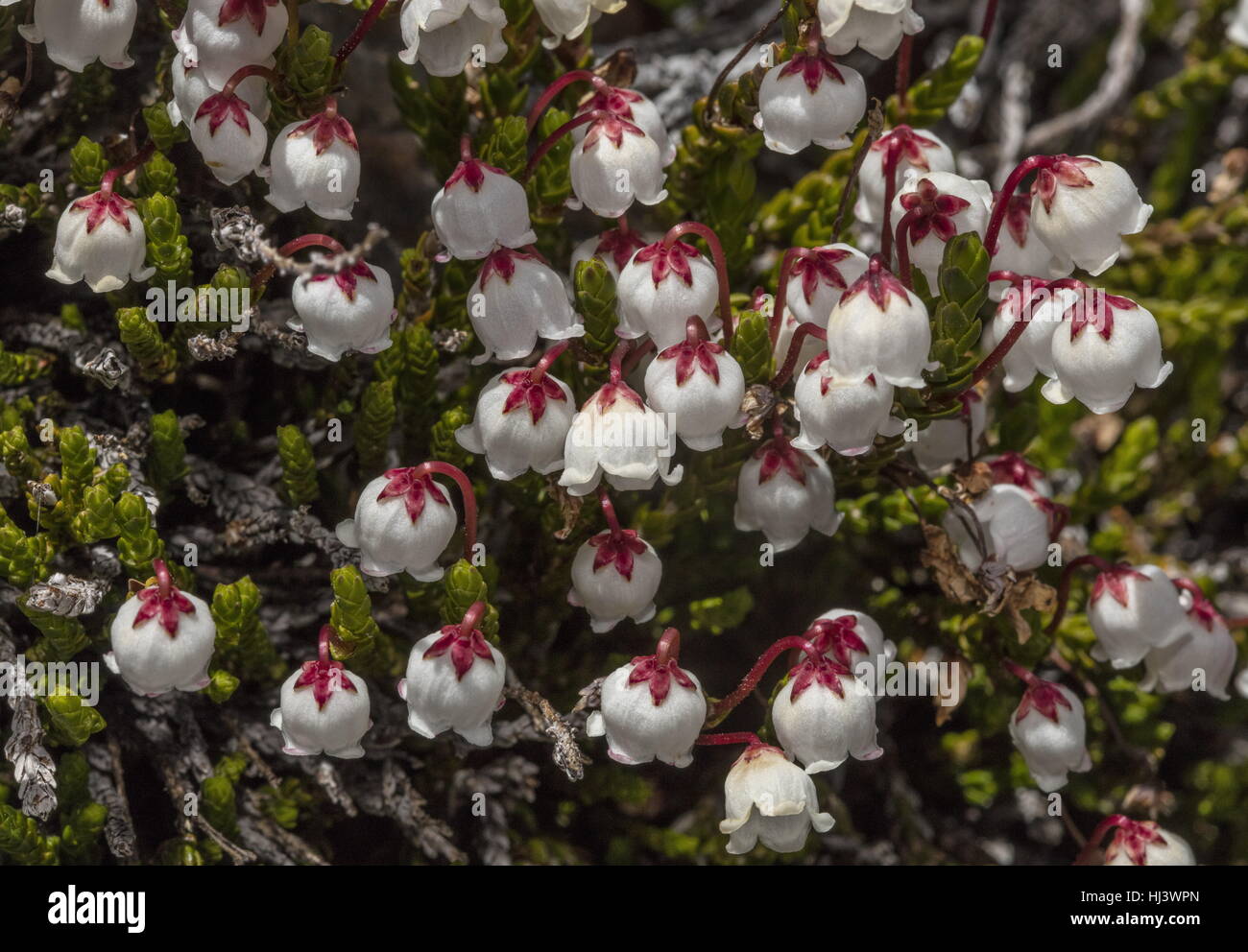 White Mountain heather, Cassiope mertensiana en fleur dans la haute Sierra Nevada, en Californie. Banque D'Images