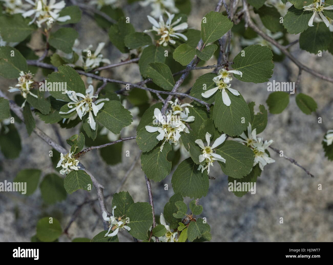 L'Utah, l'amélanchier Amelanchier utahensis en fleur, de la Sierra Nevada. Banque D'Images