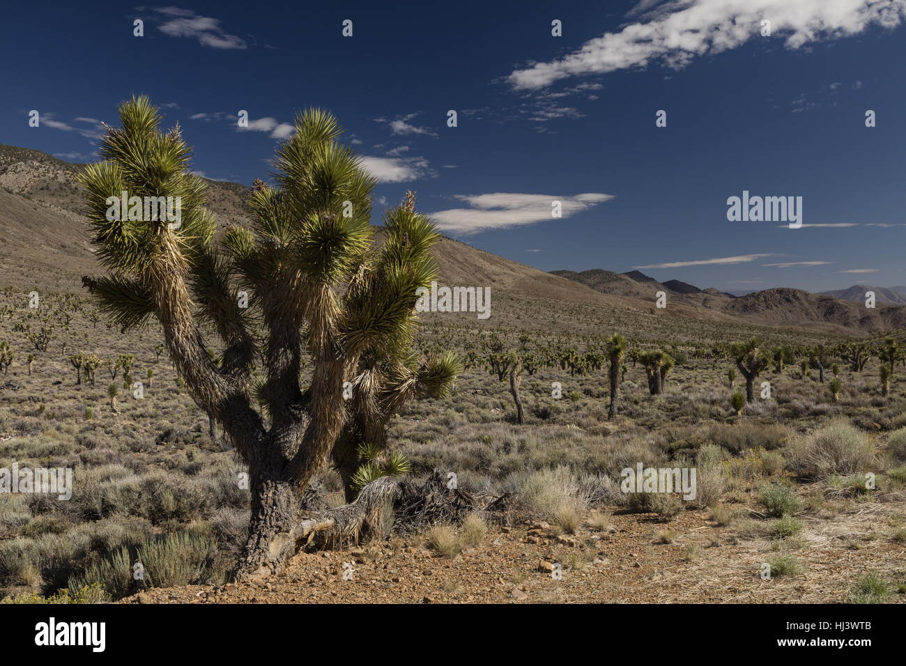 Joshua trees, Yucca brevifolia dans la haute vallée de l'Eureka, Death Valley National Park, en Californie. Banque D'Images