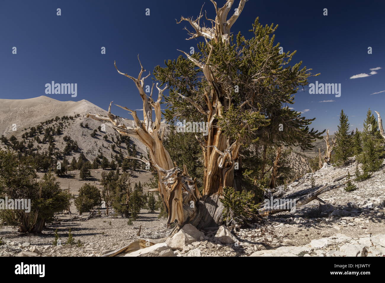 Great Basin, ou pin Bristlecone Pine, Pinus longaeva, dans les Montagnes Blanches, en Californie. Le plus vieux arbres au monde. Banque D'Images