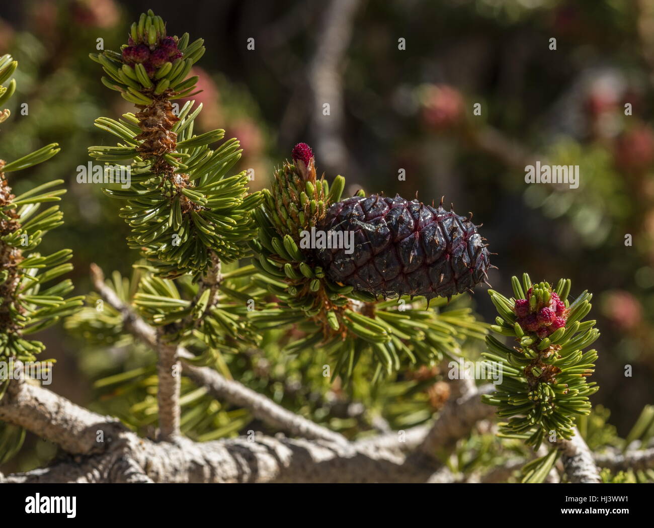 Bristlecone Pine, Pinus longaeva cône femelle avec soies, et les fleurs mâles ; les montagnes Blanches, en Californie. Banque D'Images