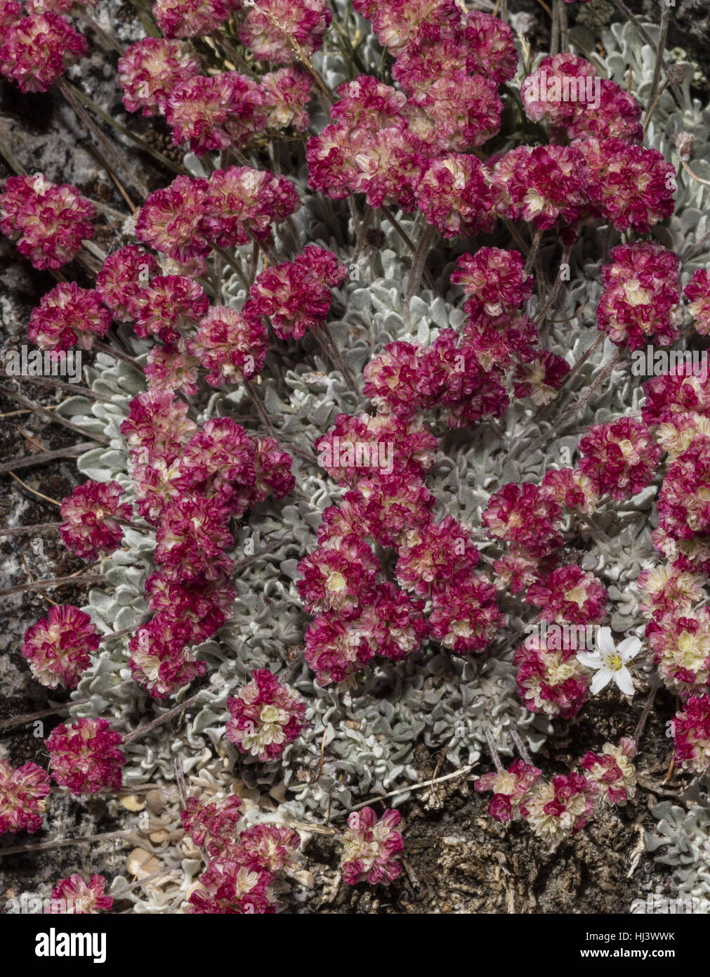 Beaux bouquets denses de sarrasin coussin à haute altitude, Eriogonum ovalifolium var. nivale, Yosemite, la Sierra Nevada. Banque D'Images