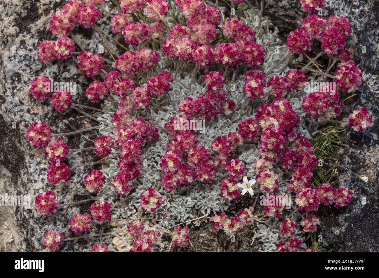 Beaux bouquets denses de sarrasin coussin à haute altitude, Eriogonum ovalifolium var. nivale, Yosemite, la Sierra Nevada. Banque D'Images