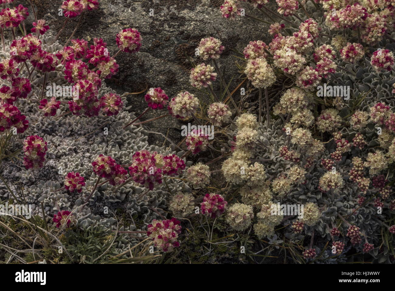Beaux bouquets denses de sarrasin coussin à haute altitude, Eriogonum ovalifolium var. nivale, Yosemite, la Sierra Nevada. Banque D'Images