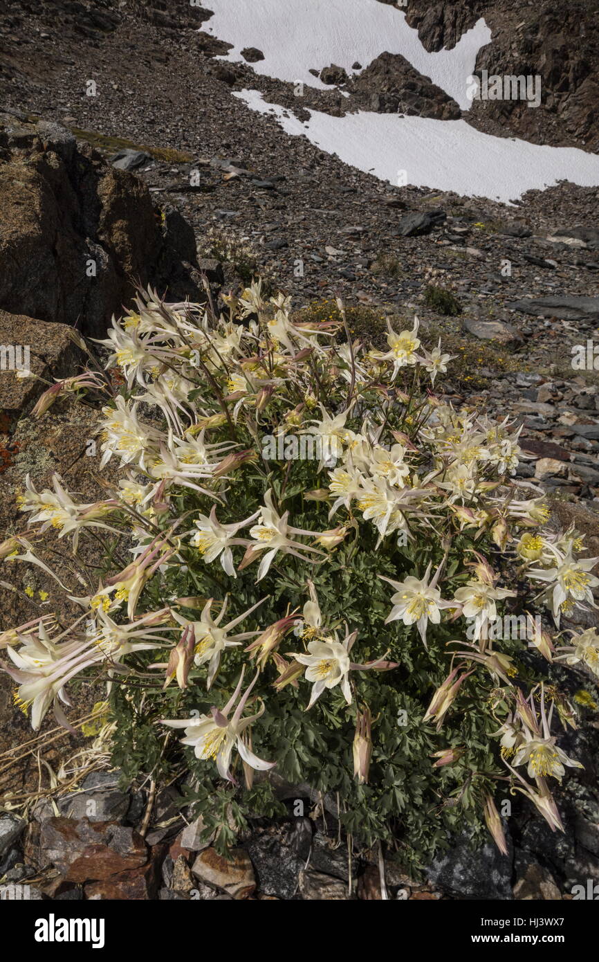 Sierra ancolie, Aquilegia pubescens élevé dans la vallée de Dana, Yosemite, la Sierra Nevada. Banque D'Images