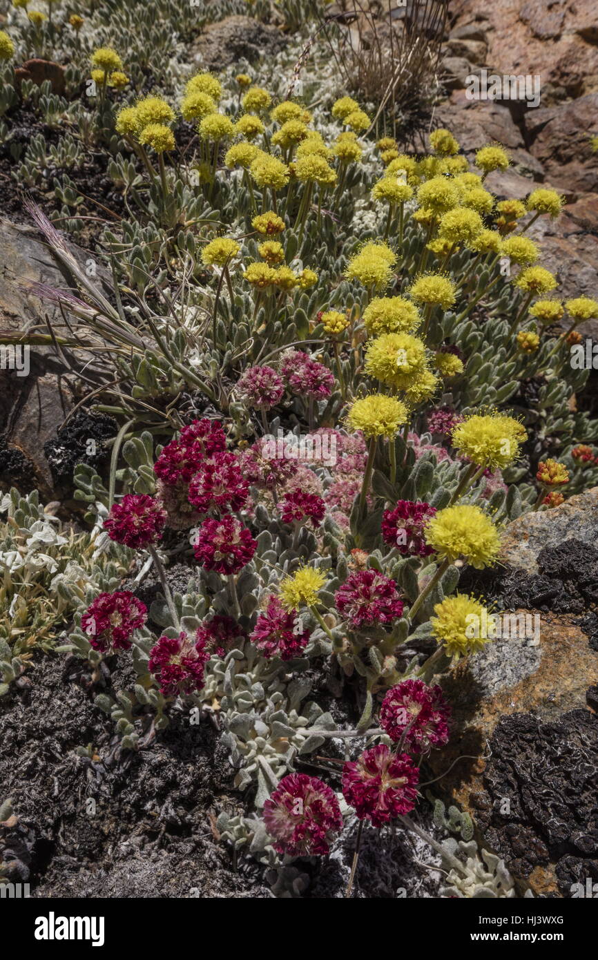 Beaux bouquets denses de sarrasin coussin à haute altitude, Eriogonum ovalifolium var. nivale, et jaune Eriogonum rosense, Yosemite, la Sierra Nevada. Banque D'Images