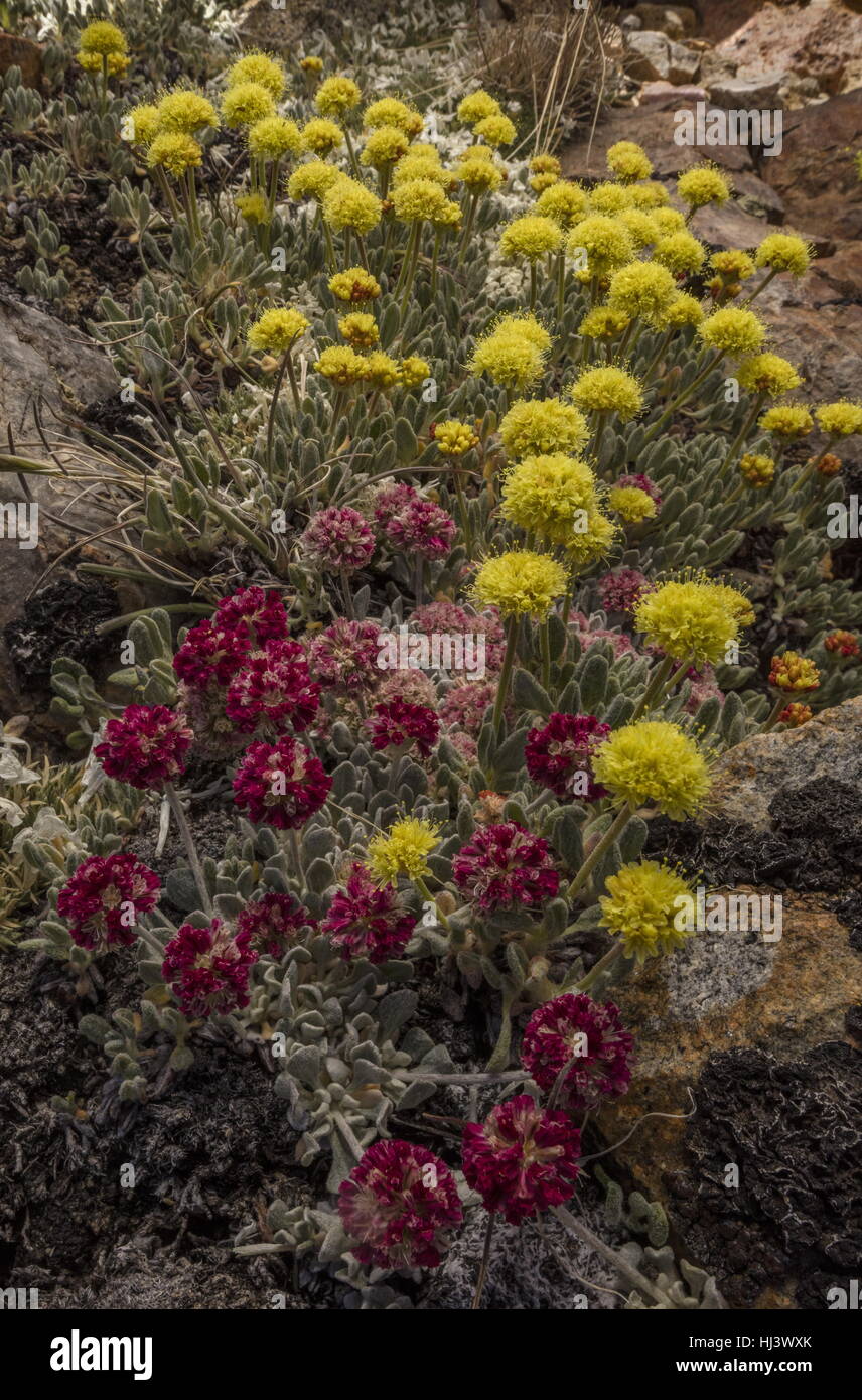 Beaux bouquets denses de sarrasin coussin à haute altitude, Eriogonum ovalifolium var. nivale, et jaune Eriogonum rosense, Yosemite, la Sierra Nevada. Banque D'Images