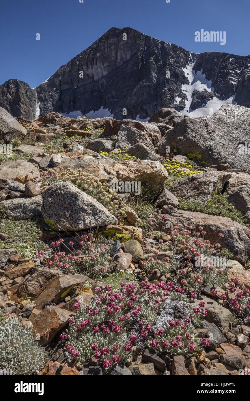 Beaux bouquets denses de sarrasin coussin à haute altitude, Eriogonum ovalifolium var. nivale, et jaune Eriogonum rosense, Yosemite, la Sierra Nevada. Banque D'Images