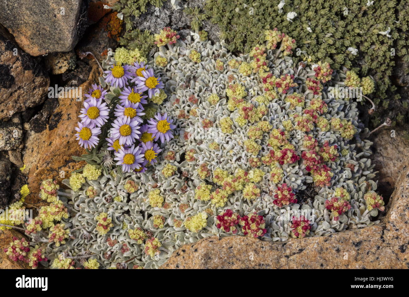 En haute altitude, de fleurs des champs vergerette pygmée, Erigeron pygmaeus et amortir le sarrasin, l'Eriogonum ovalifolium var. nivale ; Dana Plateau, Yosemite, Banque D'Images