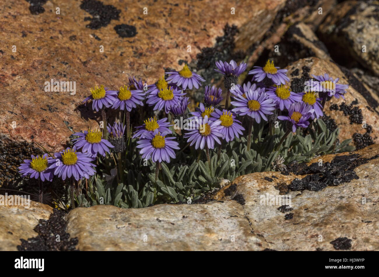 Erigeron, vergerette pygmée pygmaeus en fleurs en haute altitude est tombé-field, du plateau, de la Sierra Nevada. Banque D'Images