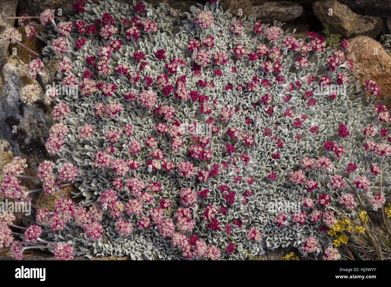 Beaux bouquets denses de sarrasin coussin à haute altitude, Eriogonum ovalifolium var. nivale, Yosemite, la Sierra Nevada. Banque D'Images