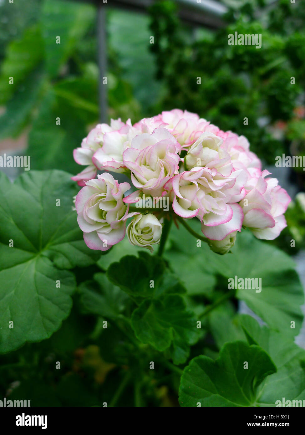 L'inhabituelle flowerhead du double fleur geranium pelargonium appleblossum variété. Banque D'Images