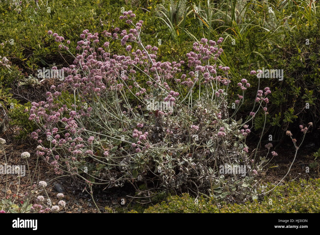 Redflower le sarrasin, l'île San Miguel le sarrasin, rouge fleur sauvage des îles du Pacifique, l'Eriogonum grande ssp. rubescens en Californie. Banque D'Images