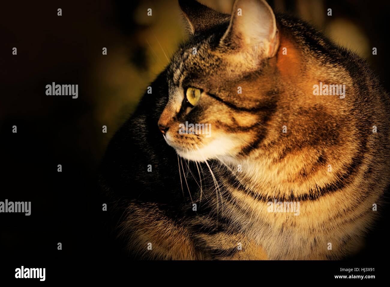 Close-up d'un chat tabby femelle isolée à côté à l'ombre à l'extérieur Banque D'Images