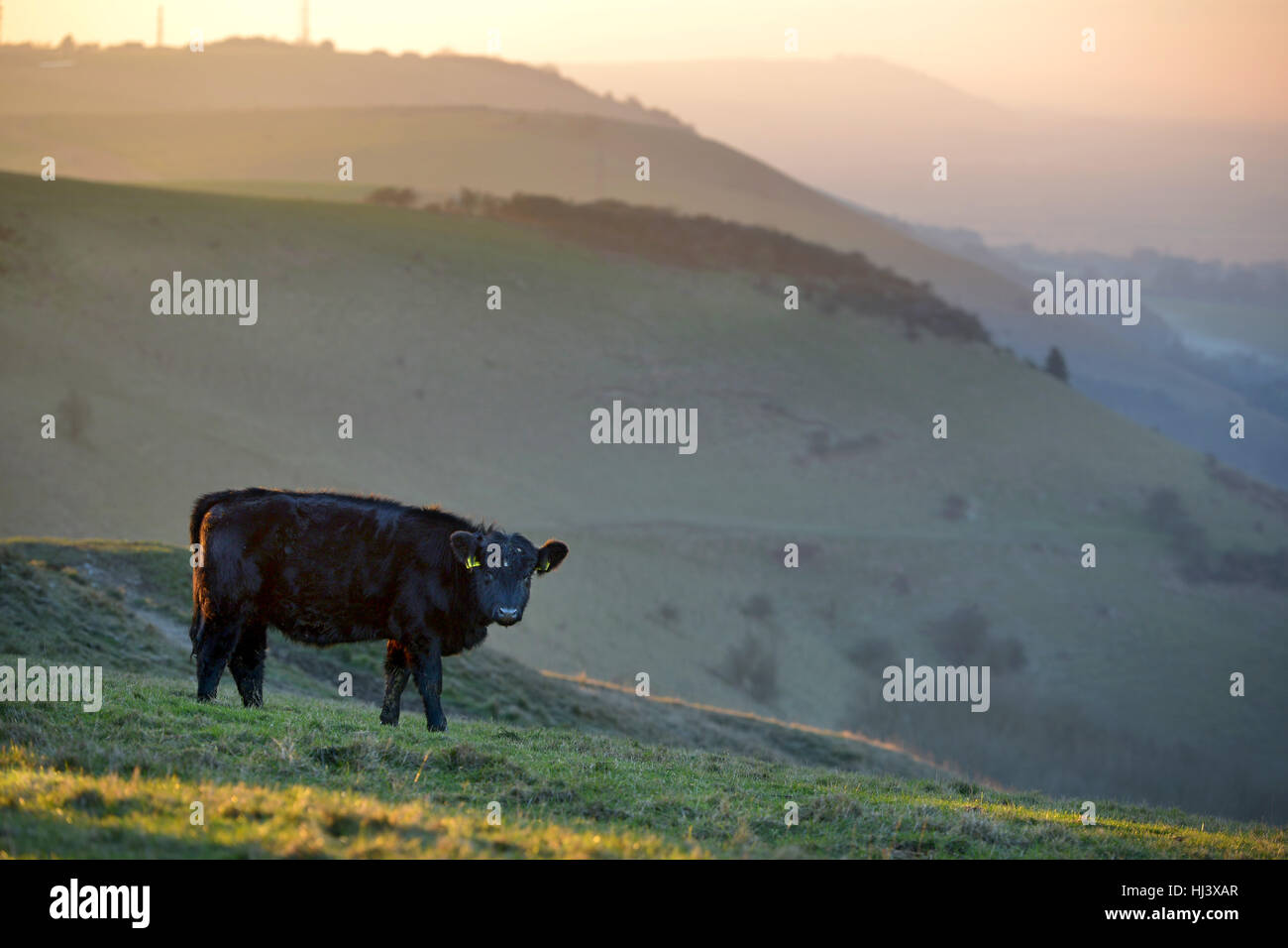 Vache près de Devil's Dyke, sur les South Downs près de Brighton. Banque D'Images