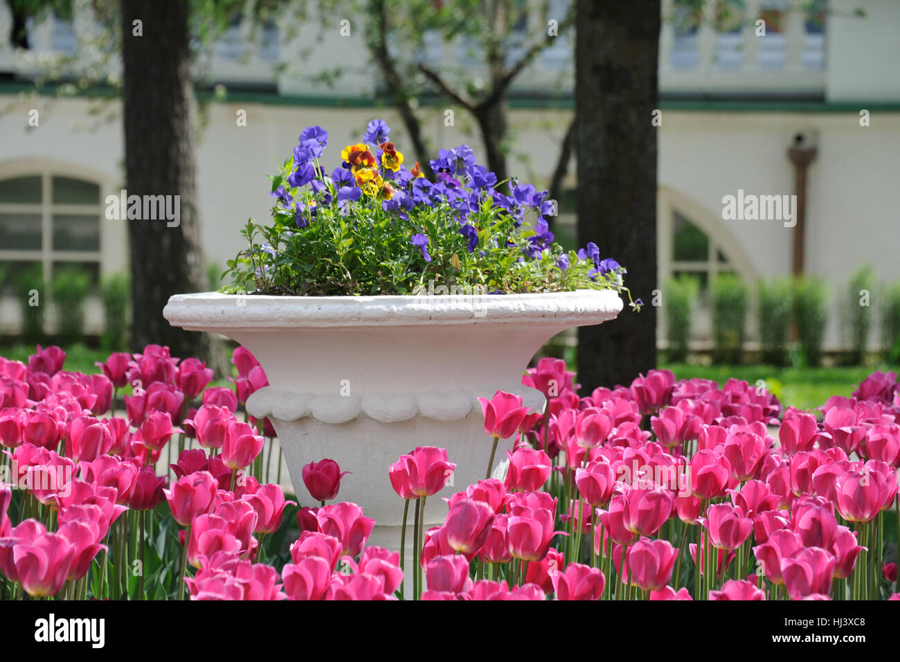 Tulipes Rose vif autour du grand pot de pensées dans la Sainte Trinité-Serge Lavra dans Punta del Este, Uruguay. Banque D'Images