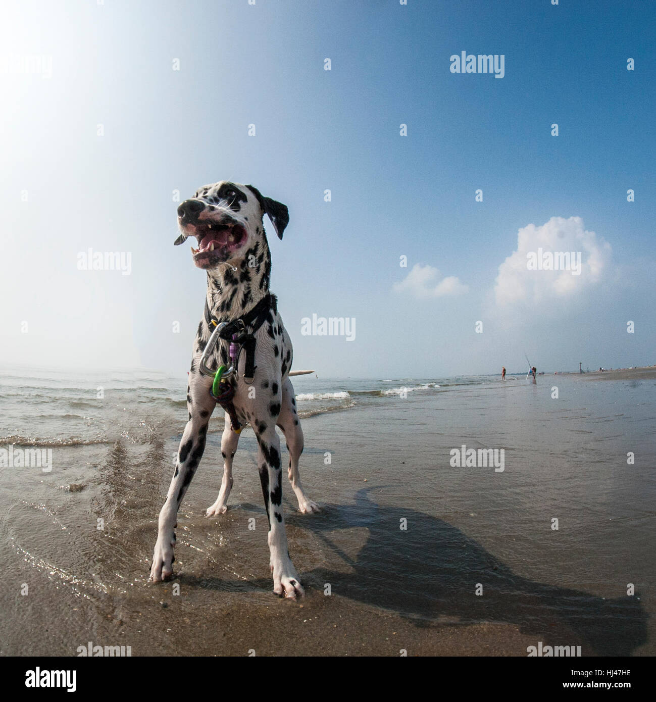 Un chiot Dalmatien fonctionnant sur une plage Banque D'Images