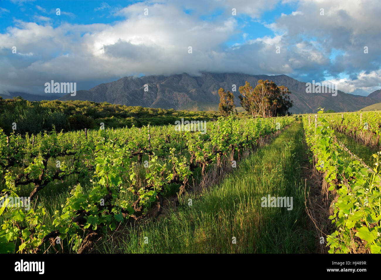 Brille, brille, lumineux, Lucent, léger, serein, lumineux, beau, beauteously, Banque D'Images