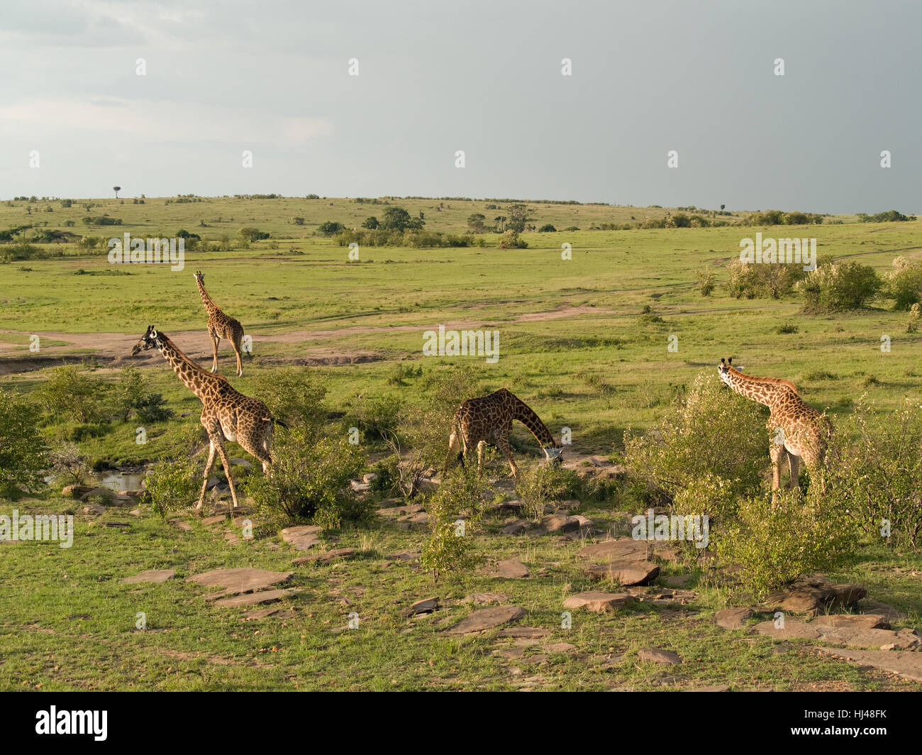 Animal, kenya, safari, girafes, relaxation, parc, maison de vacances, location, vacances, Banque D'Images