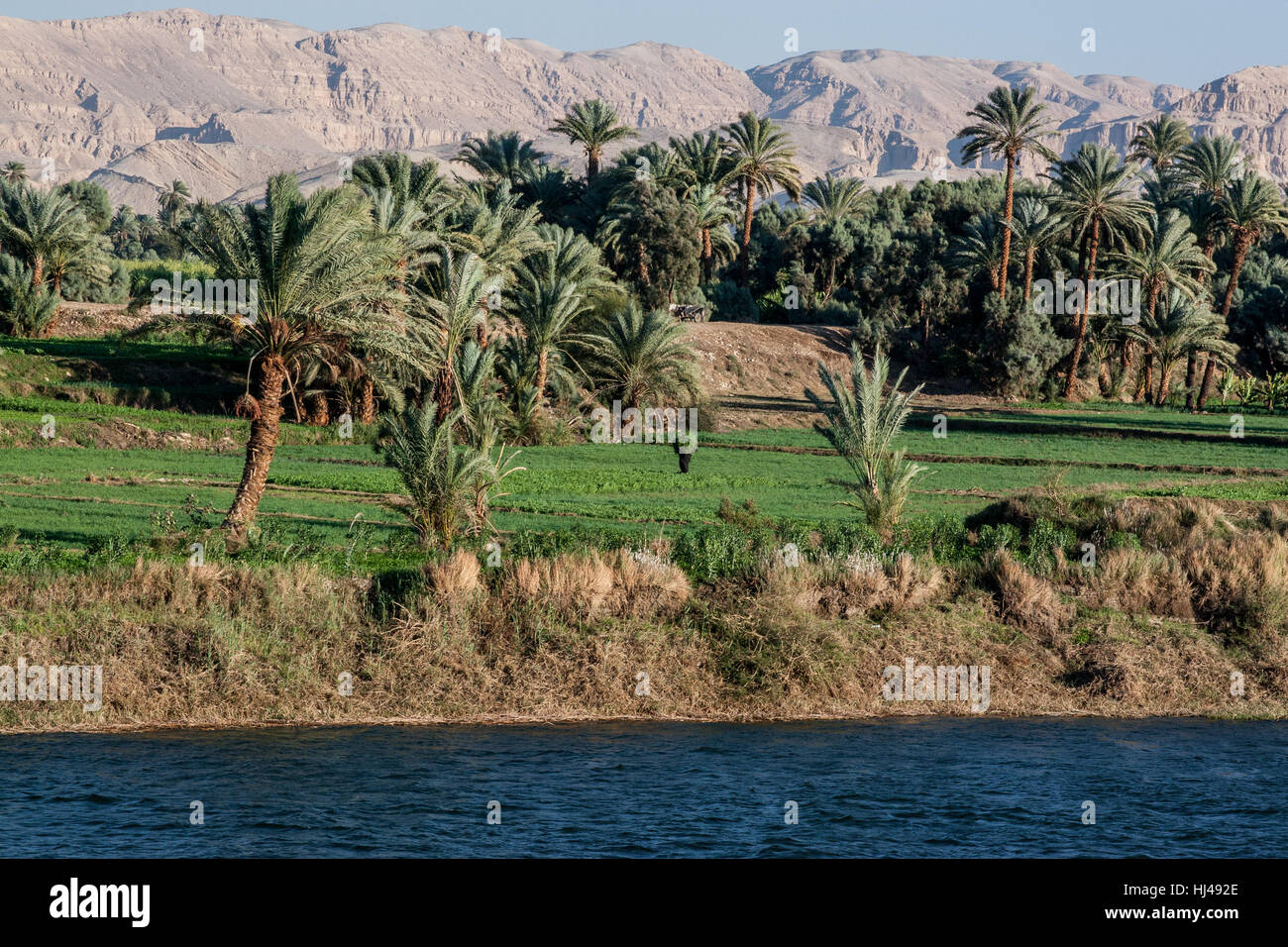 Travailleur dans le domaine des cultures de halage le long du delta du Nil en Égypte. Banque D'Images