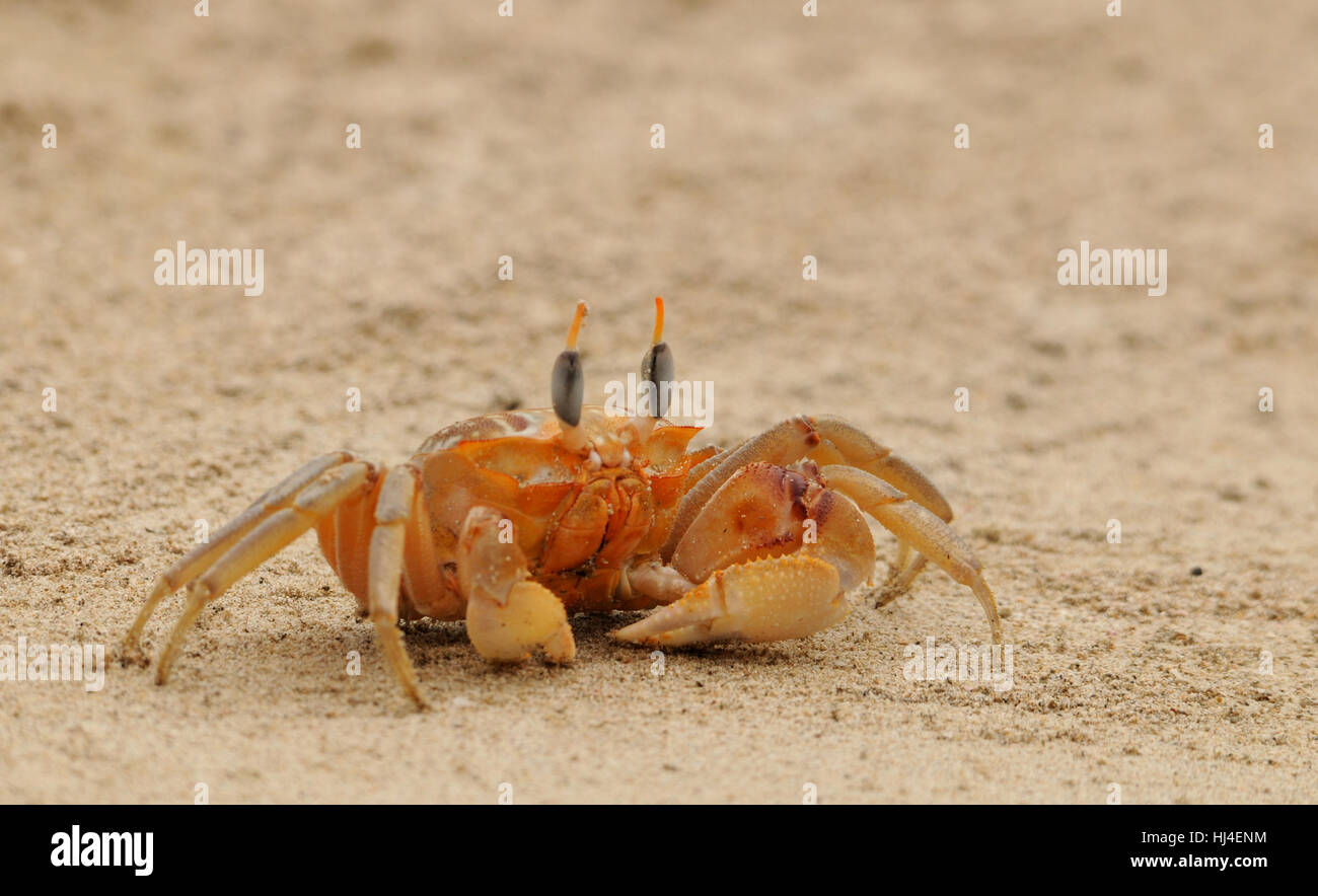 Plage Mer La Plage Mer Le Cancer Le Crabe La Plage La Mer La Plage Photo Stock Alamy Plage Mer La Plage Mer Le Cancer Le Crabe La Plage La Mer La Plage Photo Stock Alamy