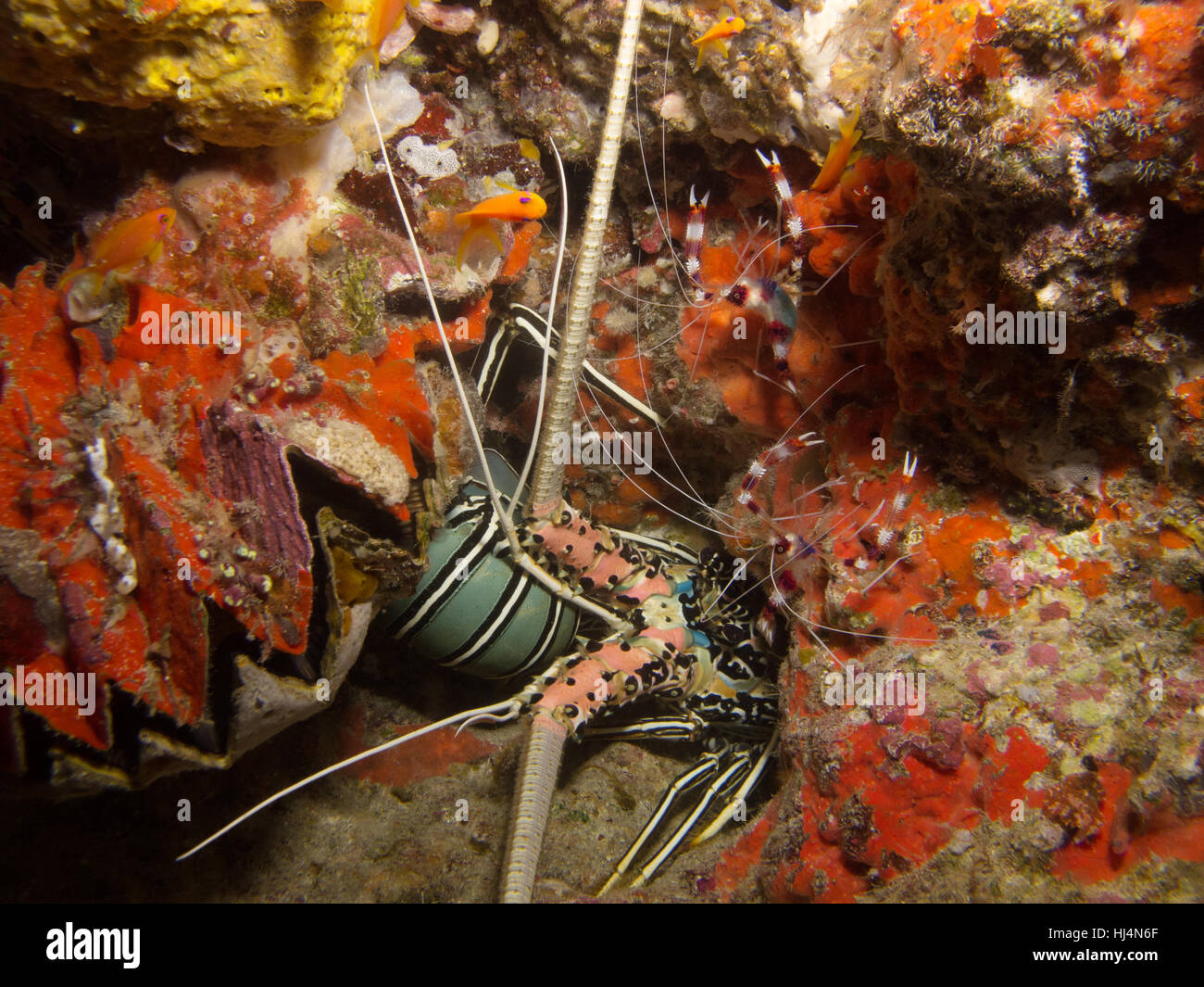 Une paire de corail bagués les crevettes, le homard et d'un bénitier à l'intérieur d'une grotte Banque D'Images