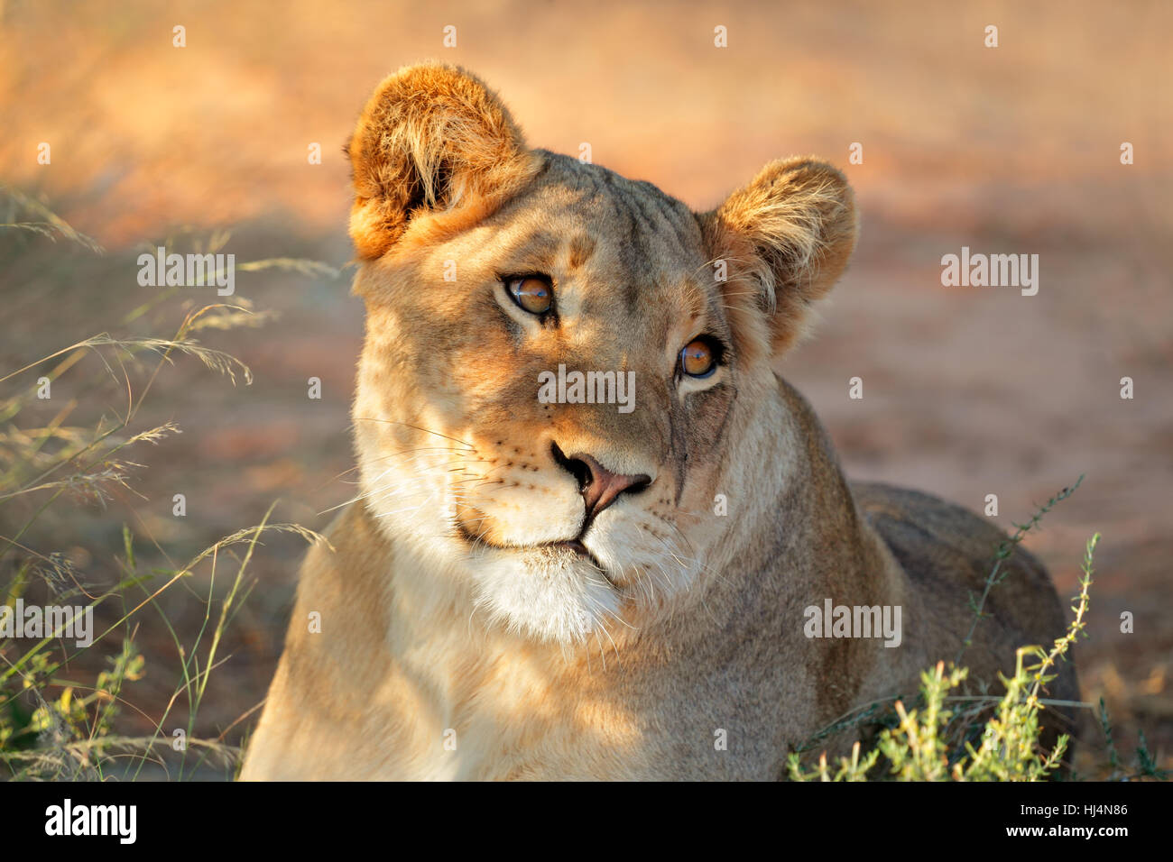 Portrait d'une lionne d'Afrique (Panthera leo), Afrique du Sud Banque D'Images