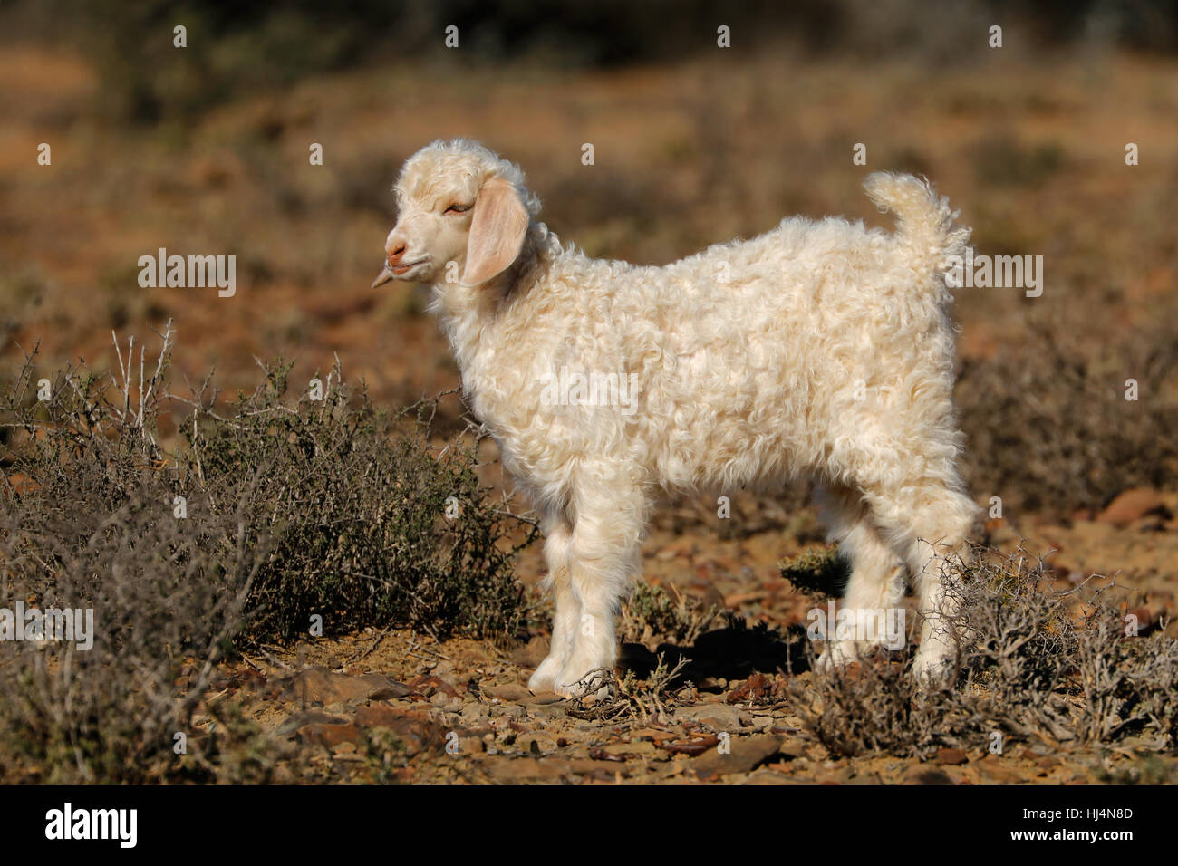 Young angora goat Banque de photographies et d'images à haute résolution -  Alamy