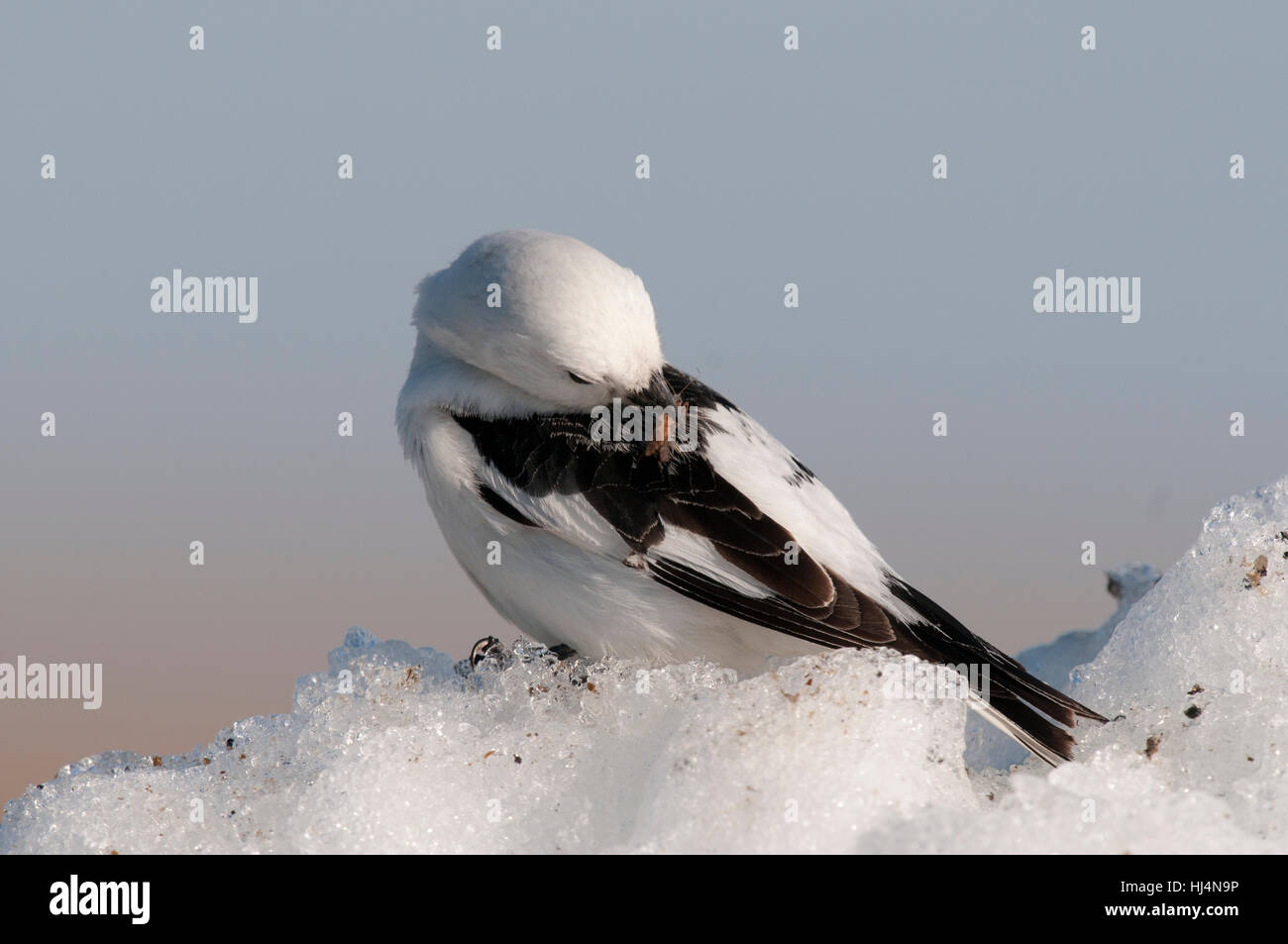 Bruant des neiges (Plectrophenax nivalis nivalis) avec l'insecte dans son bec sur un banc de neige près de Barrow en Alaska Banque D'Images