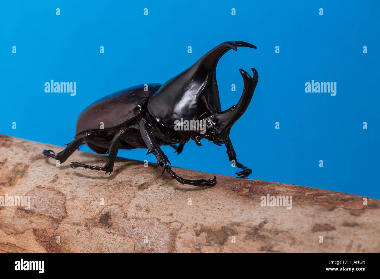 Du scarabée rhinocéros, Rhino beetle, Hercules beetle, Unicorn beetle, corne ponderosa sur le fond bleu Banque D'Images