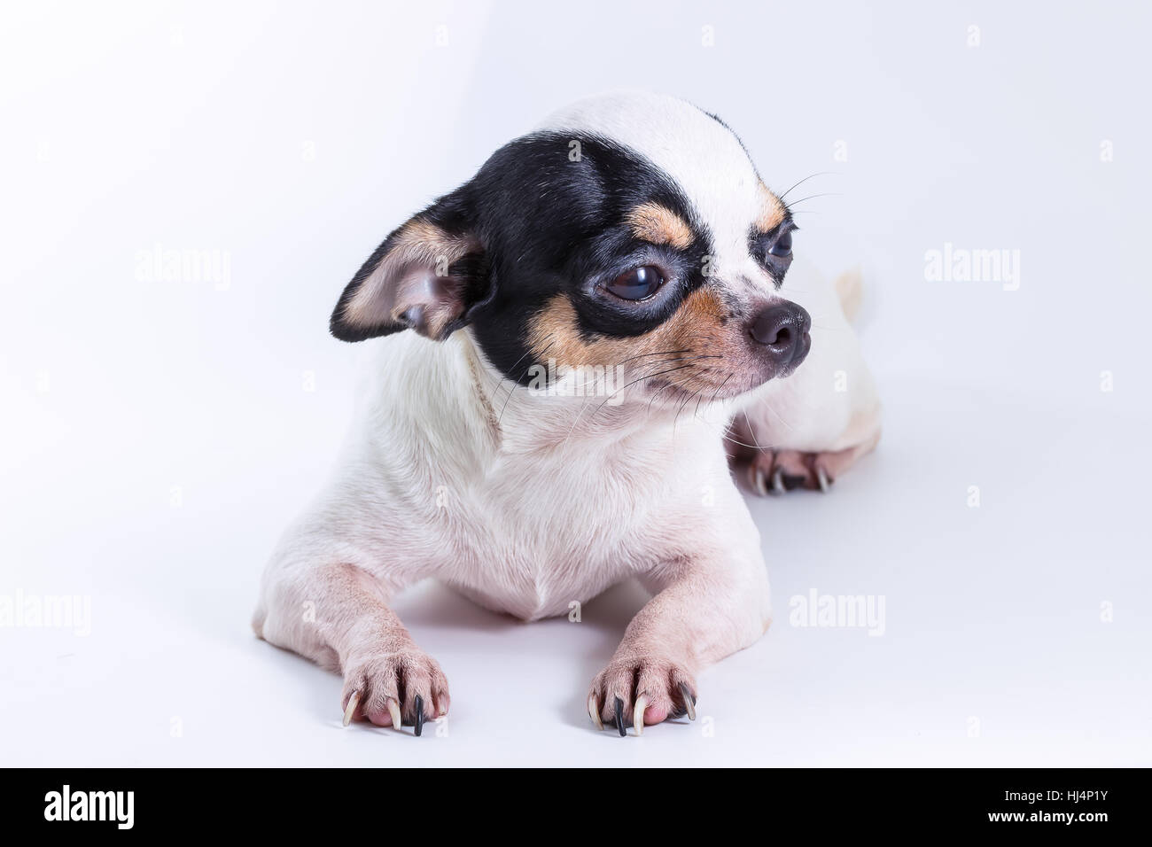 Cheveux courts mignon Chiwawa, Chihuahua Chien sur fond blanc Banque D'Images