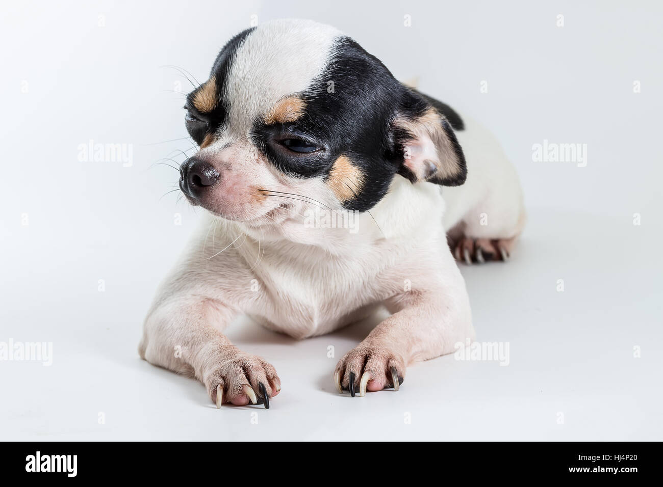 Cheveux courts mignon Chiwawa, Chihuahua Chien sur fond blanc Banque D'Images