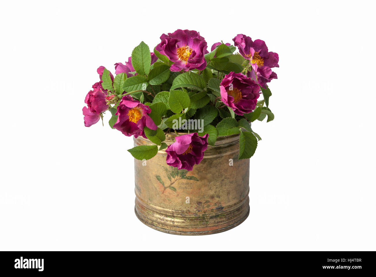 Bouquet de roses dans un bateau de cuivre vintage. Banque D'Images