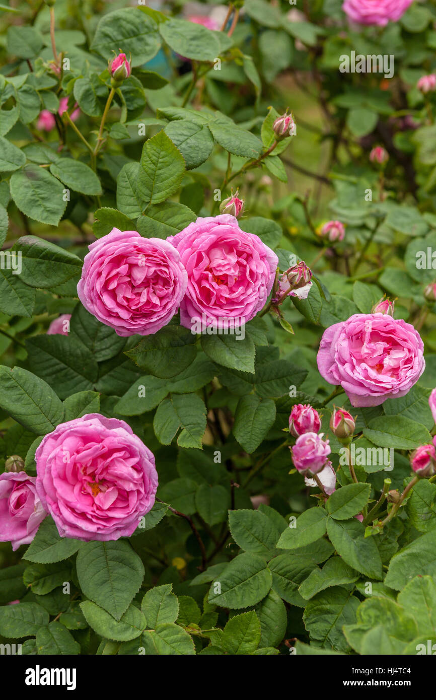 La célèbre Rosa Centifolia Foliacea (La Provence Rose ou chou Rose ) Banque D'Images