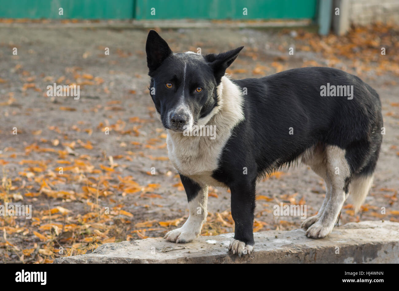 Portrait plein air de black, trapu, mixed breed dog prête à défendre son territoire Banque D'Images
