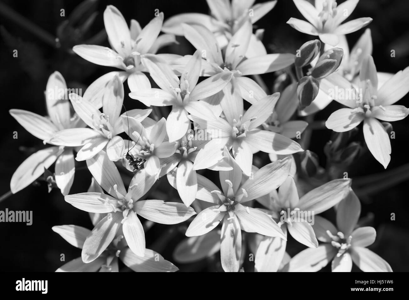 Fleurs de l'ail sauvage dans la nature, remarque profondeur de champ Banque D'Images