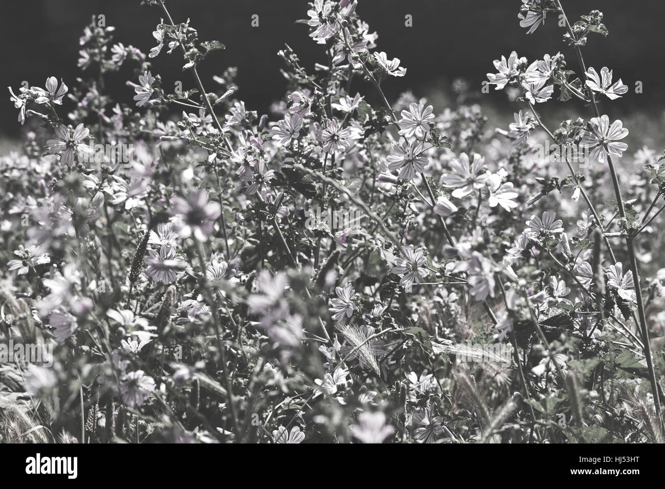 Types de fleurs violettes dans le pré, remarque profondeur de champ Banque D'Images