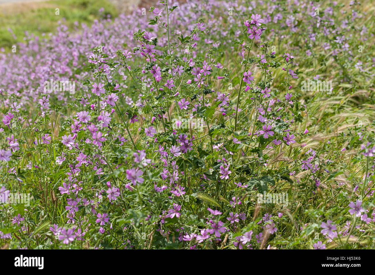 Types de fleurs violettes dans le pré, remarque profondeur de champ Banque D'Images