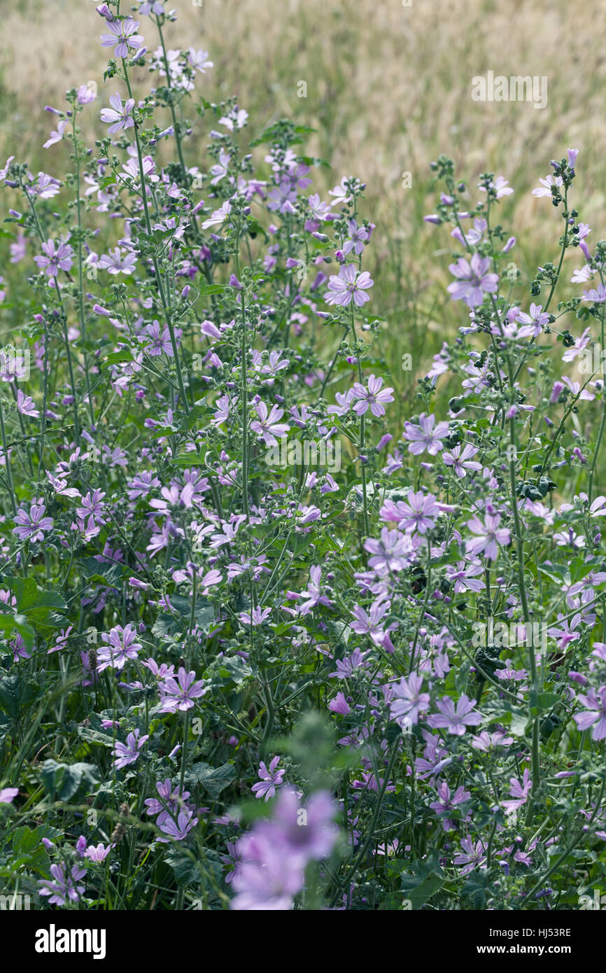 Types de fleurs violettes dans le pré, remarque profondeur de champ Banque D'Images
