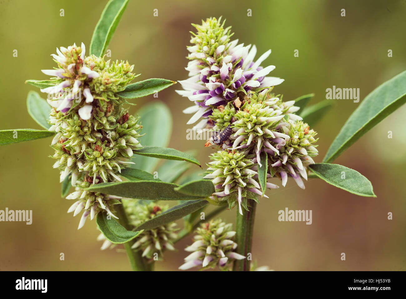 Caterpillar sur les fleurs, la réglisse note faible profondeur de champ Banque D'Images
