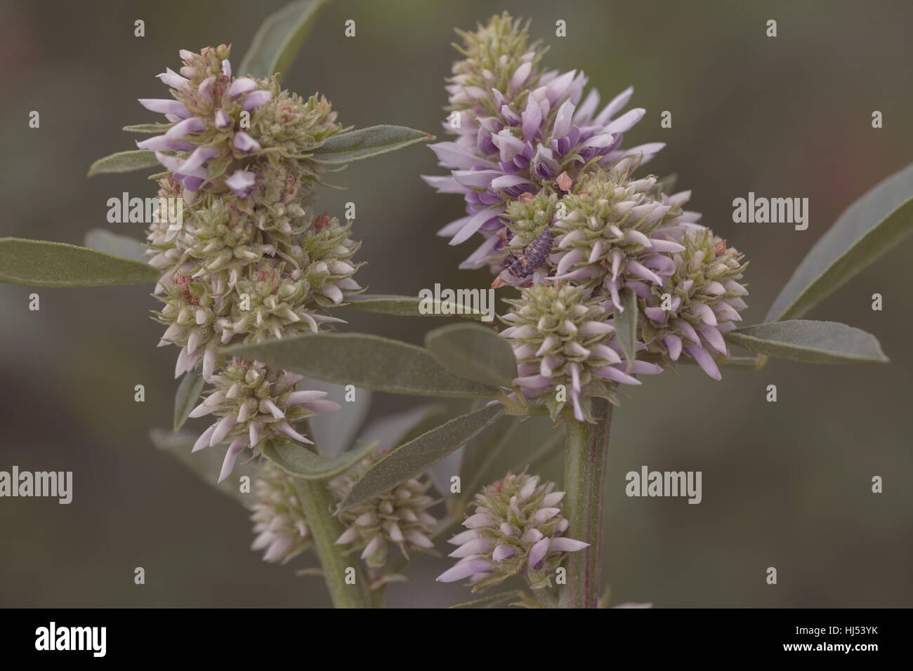 Caterpillar sur les fleurs, la réglisse note faible profondeur de champ Banque D'Images